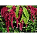 ΑΜΑΡΑΝΘΟΣ  ΚΟΚΚΙΝΟΣ AMARANTHUS HANG ROD